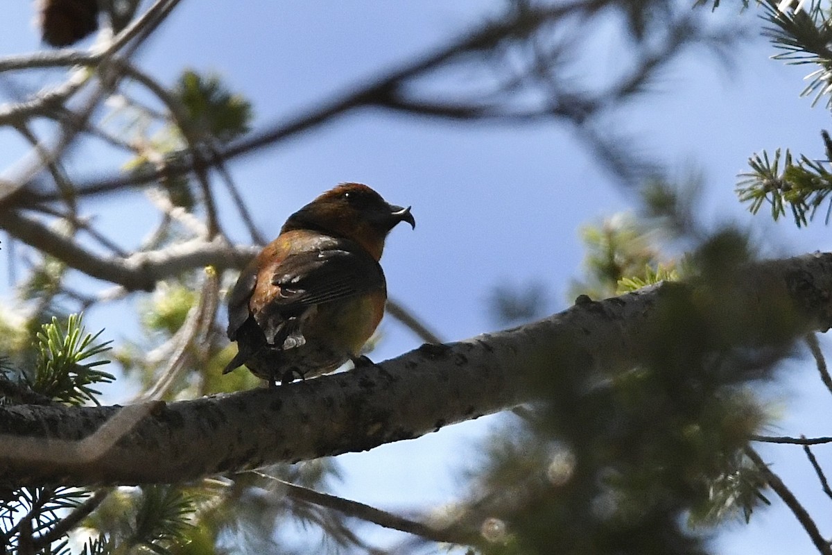 Red Crossbill (Ponderosa Pine or type 2) - ML477020921