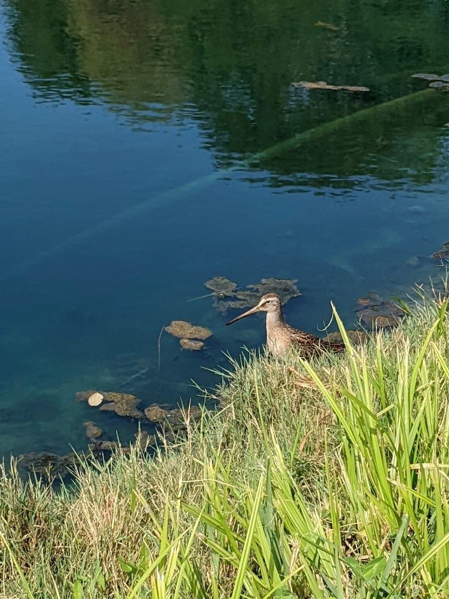 Short-billed Dowitcher - ML477021441