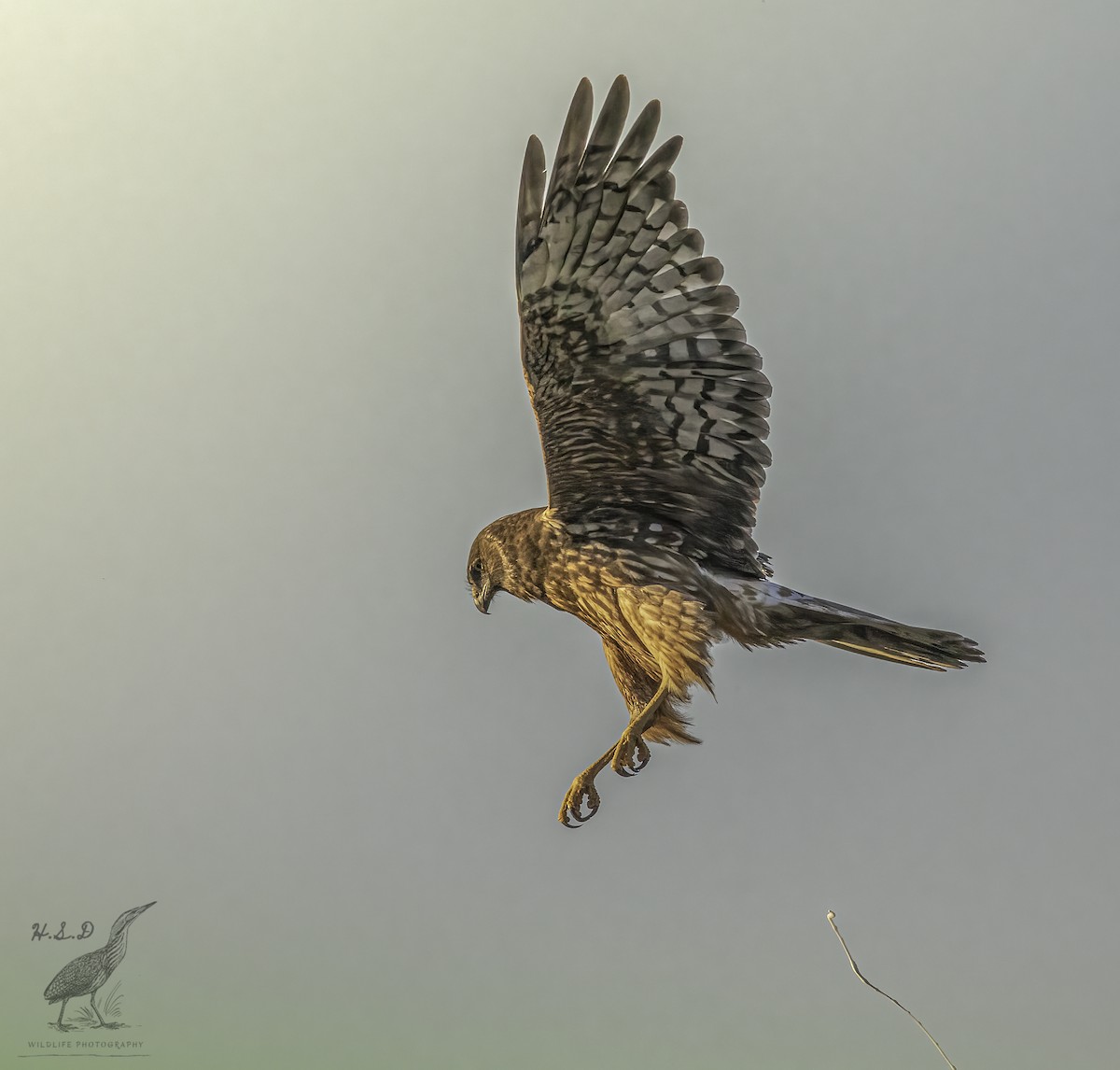 Swamp Harrier - Harry Davis