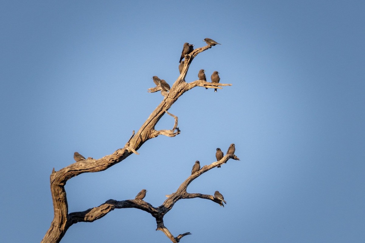 Dusky Woodswallow - sandra kennedy
