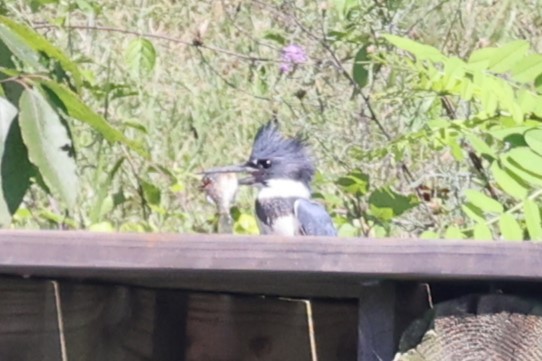 Belted Kingfisher - Kathy Richardson