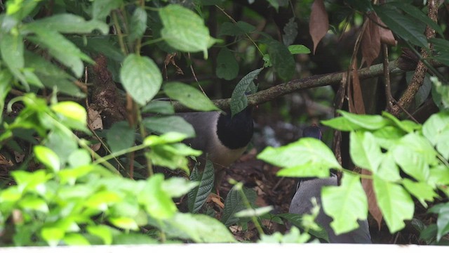 Coral-billed Ground-Cuckoo - ML477023621