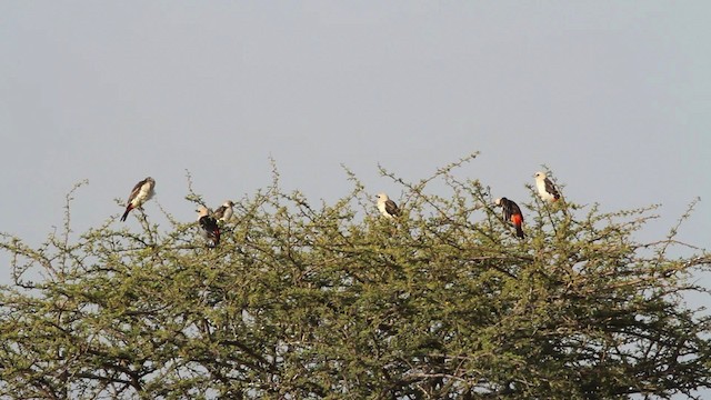 White-headed Buffalo-Weaver - ML477024