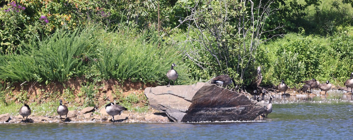 Canada Goose - ML477024081