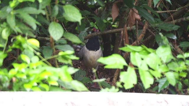 Coral-billed Ground-Cuckoo - ML477024491