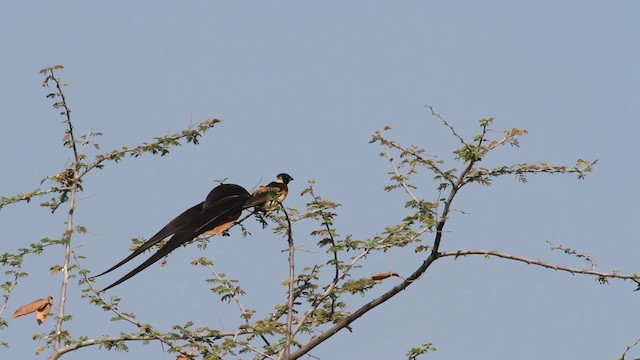 Eastern Paradise-Whydah - ML477027