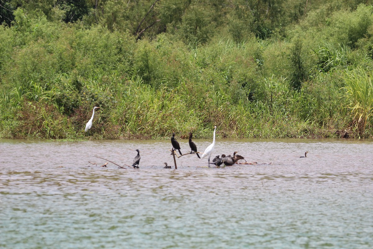 Neotropic Cormorant - ML477027901