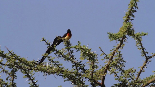 Eastern Paradise-Whydah - ML477028