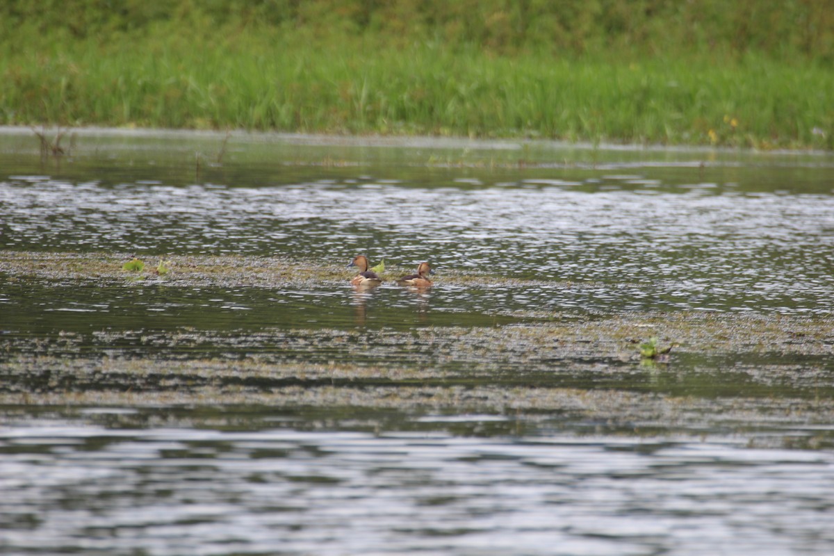 Fulvous Whistling-Duck - ML477028151