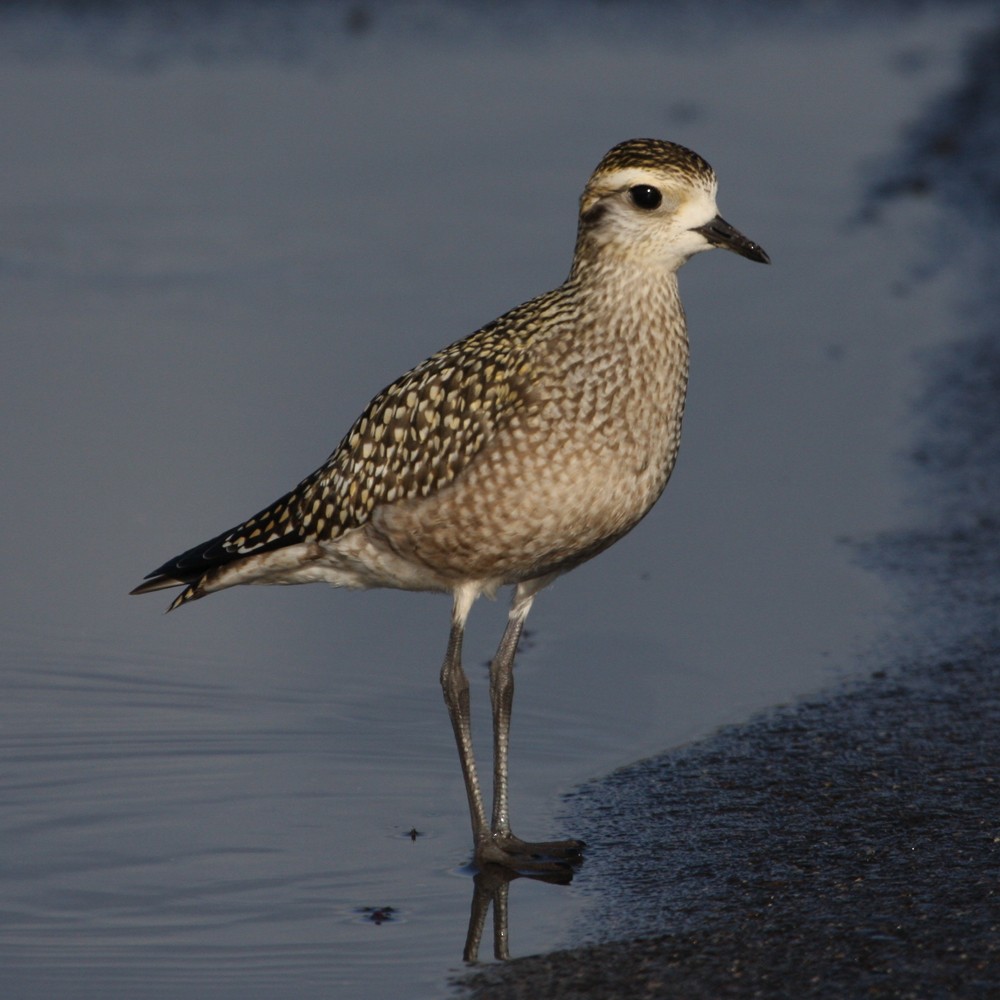 American Golden-Plover - ML47702841