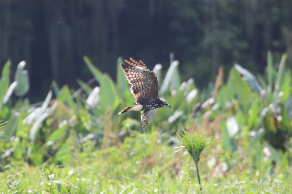 Snail Kite - ML477029931