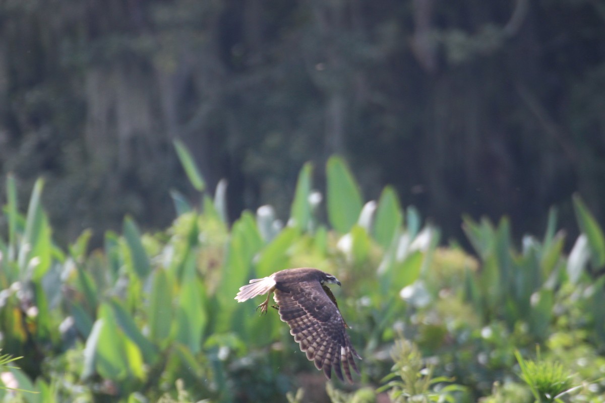 Snail Kite - ML477029941