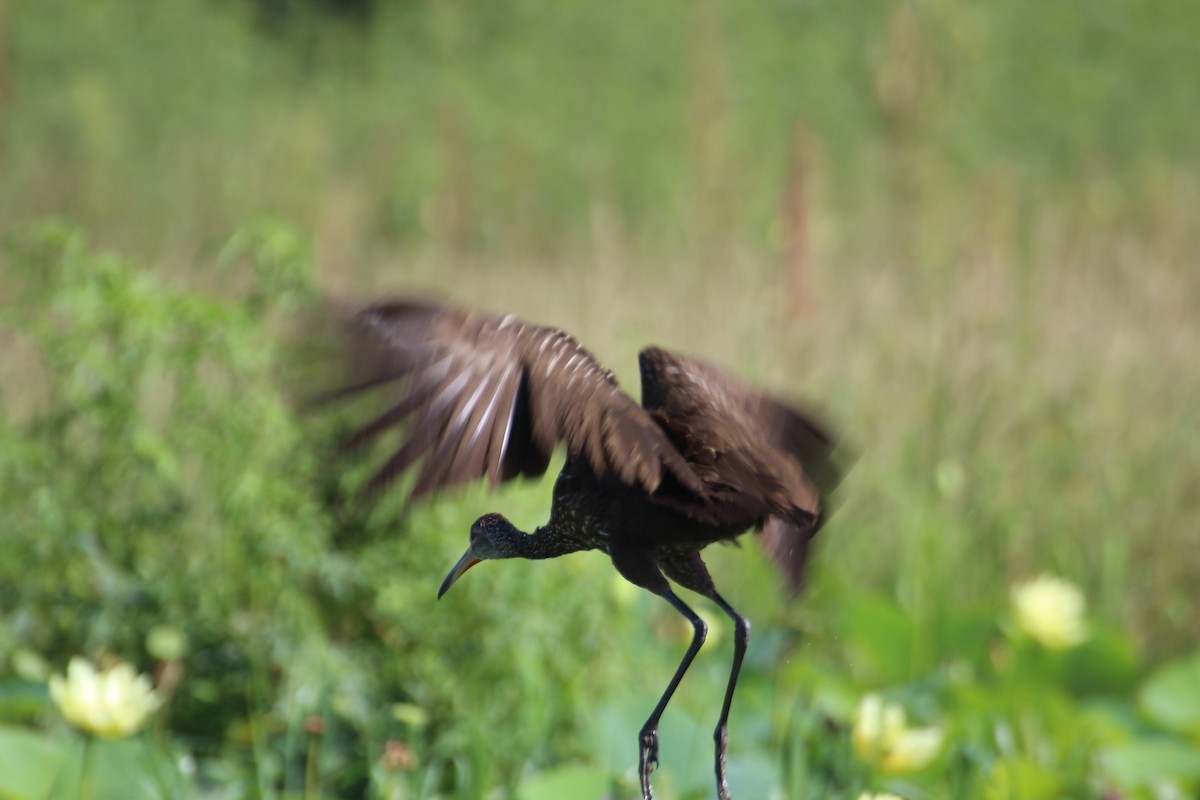 Limpkin - ML477030031