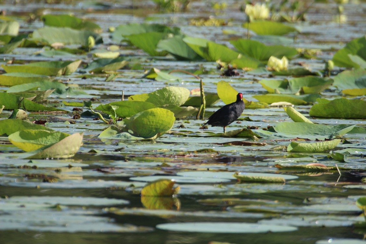 Common Gallinule - ML477030091