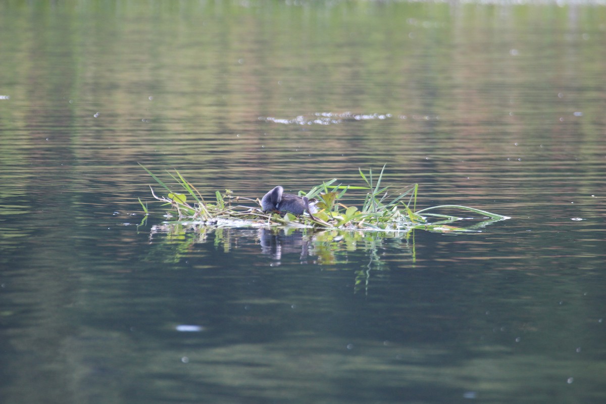 Pied-billed Grebe - ML477030241