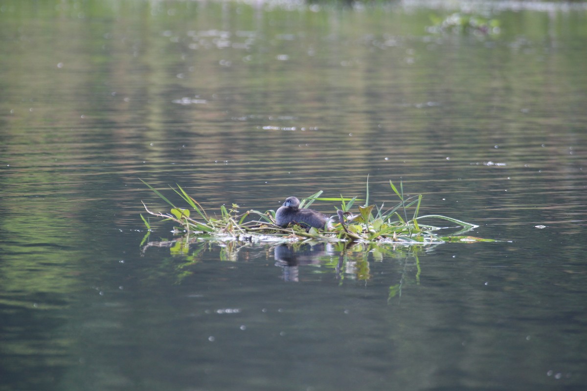 Pied-billed Grebe - ML477030251