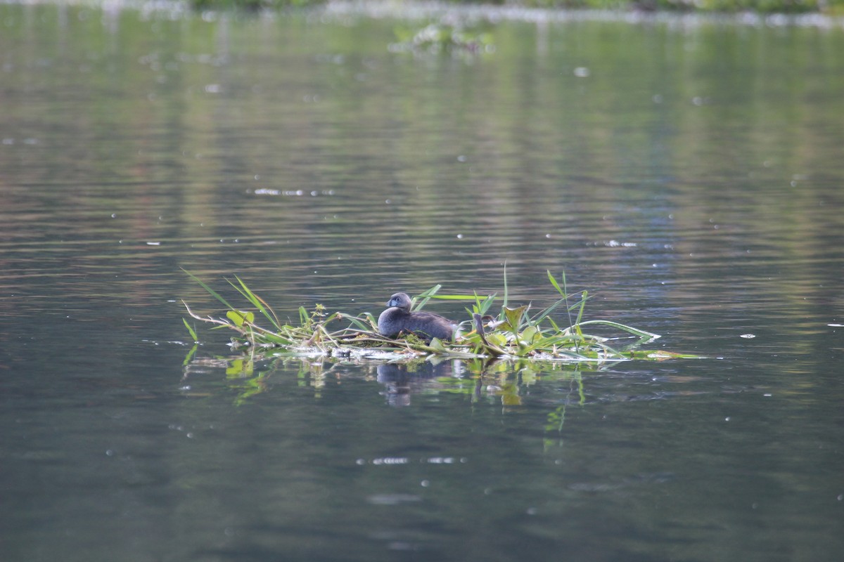 Pied-billed Grebe - Daniel Germer