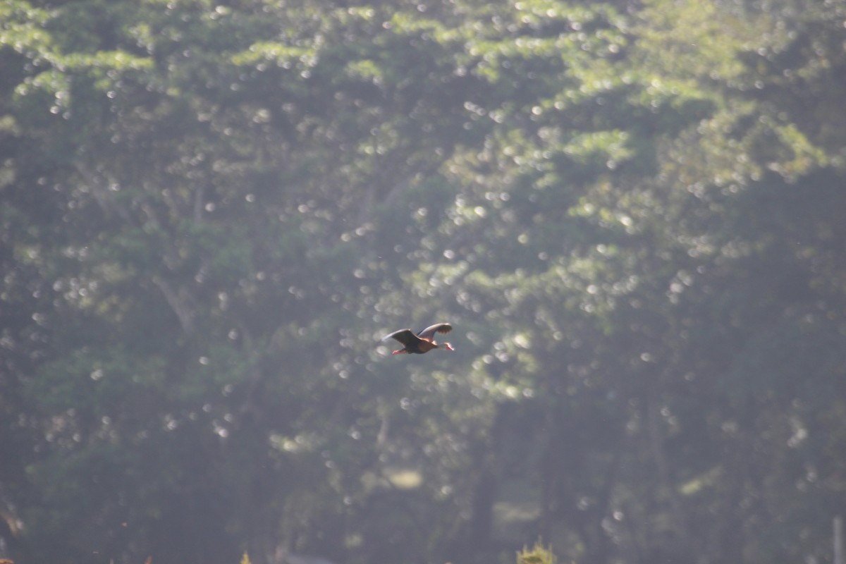 Black-bellied Whistling-Duck - Daniel Germer