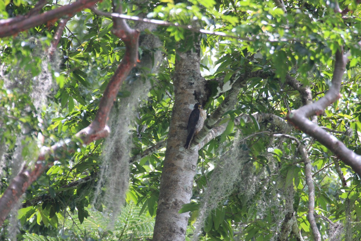 Peregrine Falcon - ML477030481