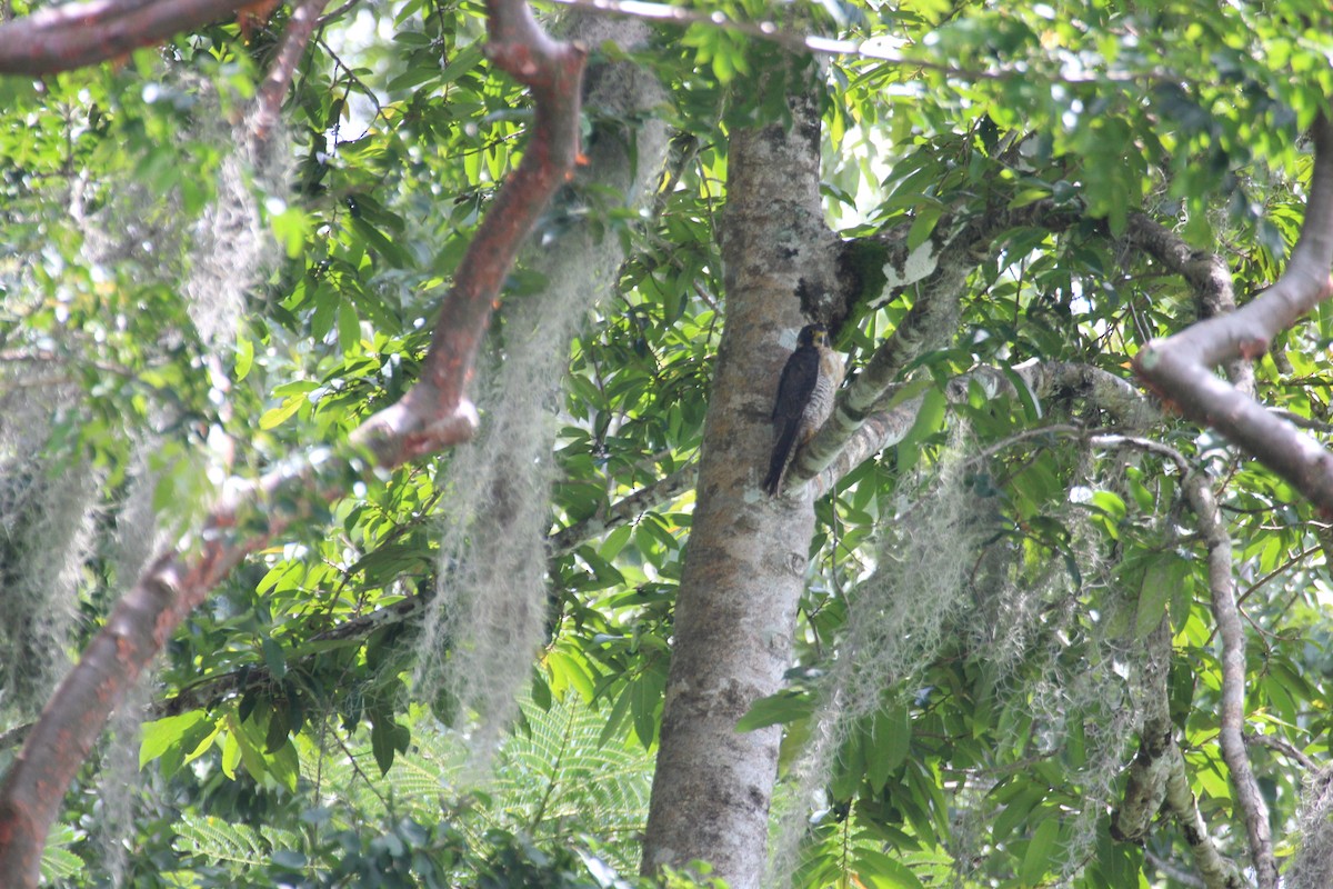 Halcón Peregrino - ML477030491