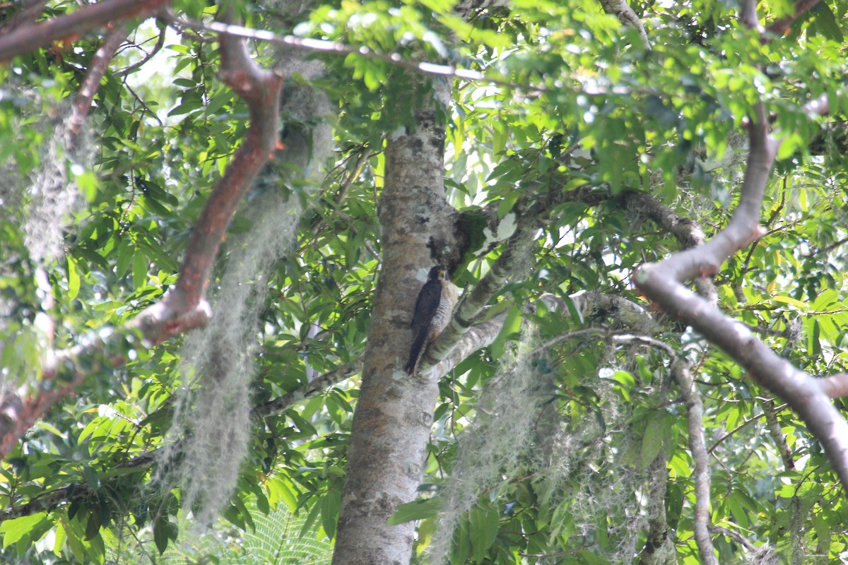 Peregrine Falcon - ML477030511