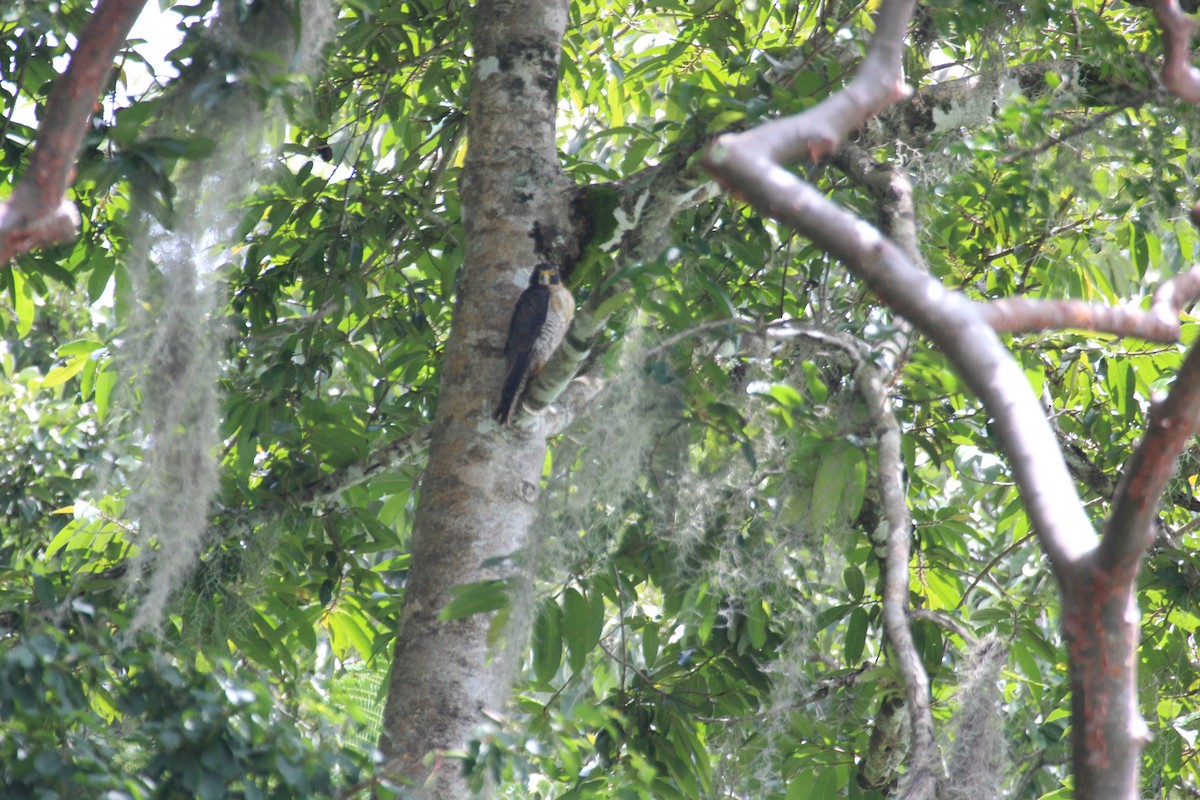 Peregrine Falcon - ML477030521