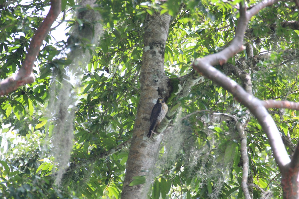 Peregrine Falcon - ML477030531