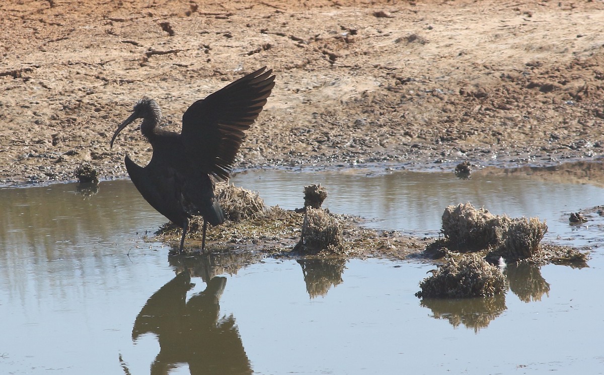 Glossy Ibis - ML477031781