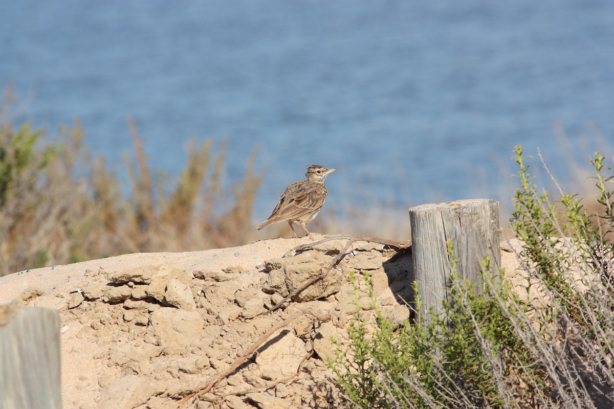 Crested Lark - ML477031941