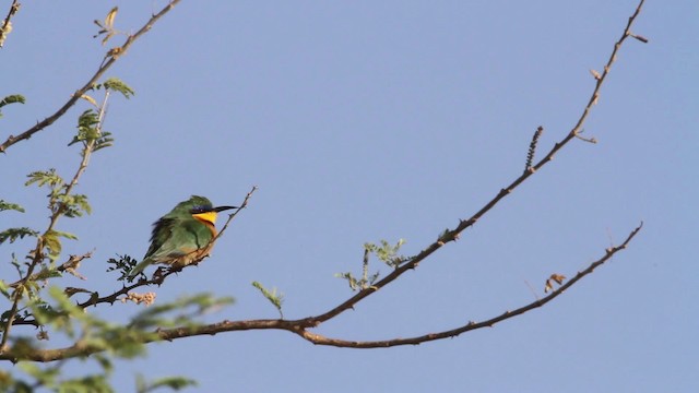 Little Bee-eater - ML477032