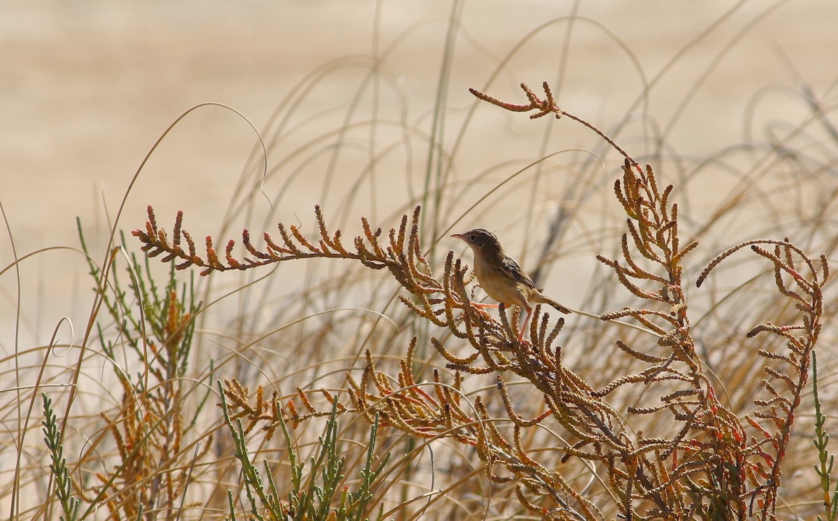 Zitting Cisticola - ML477032021