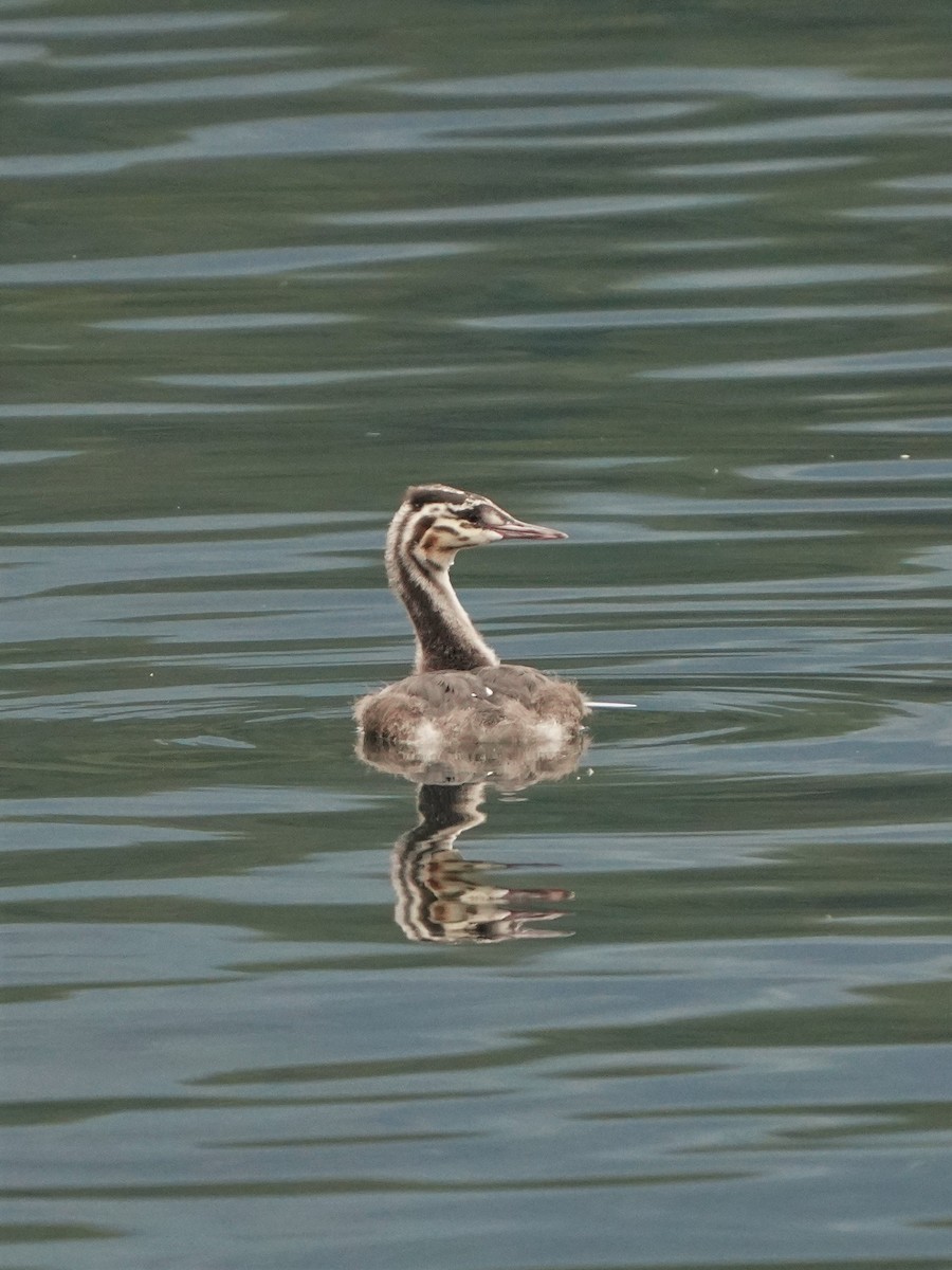 Great Crested Grebe - ML477032221