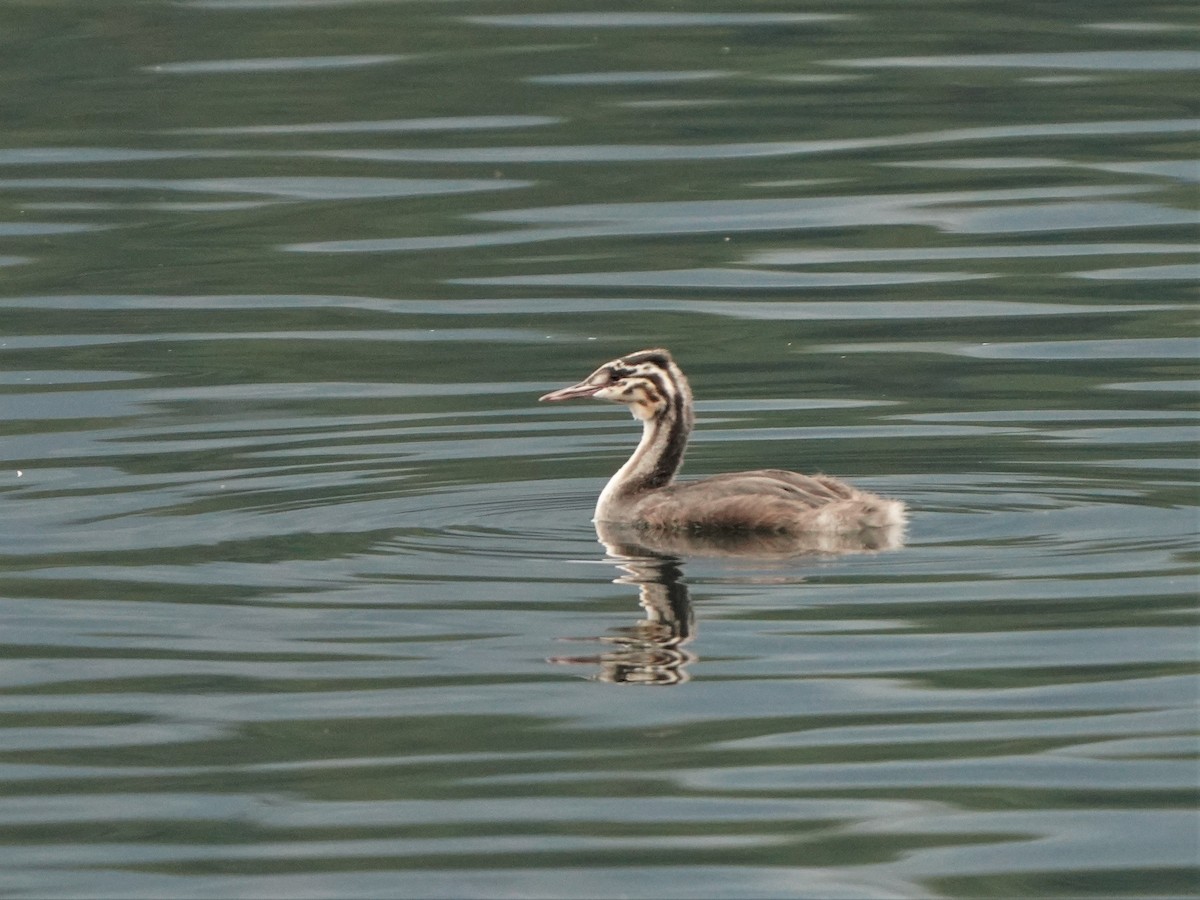 Great Crested Grebe - ML477032241