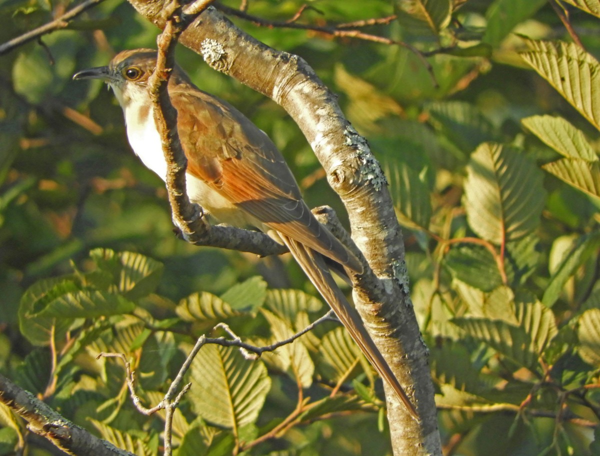 Black-billed Cuckoo - Ray Wershler