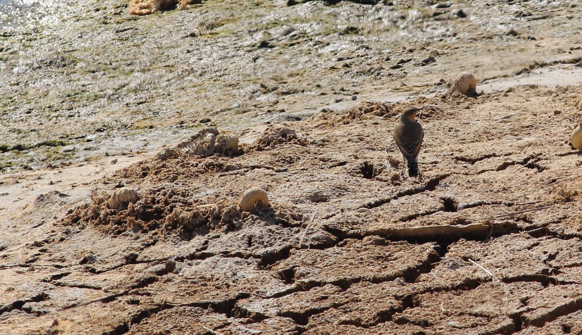 Northern Wheatear - ML477032871