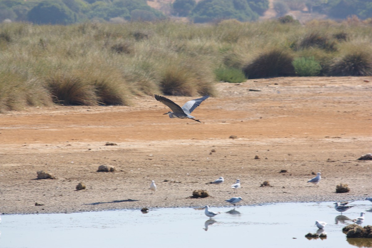 Gray Heron - João Vieira Silva