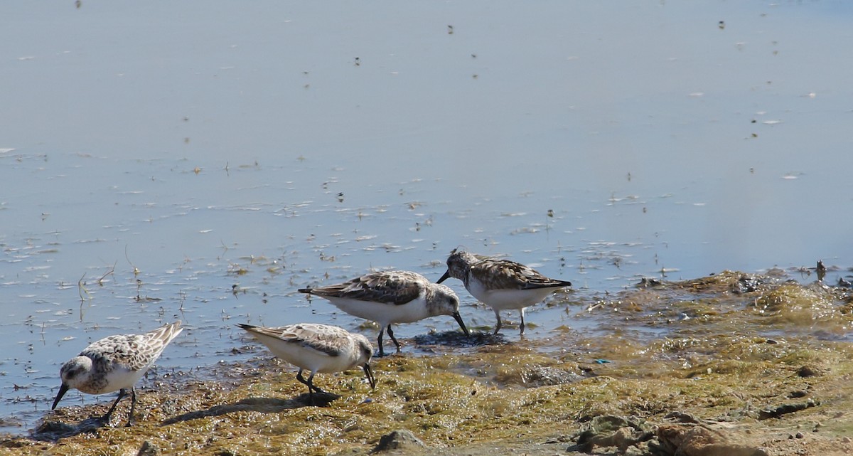 Sanderling - ML477033571