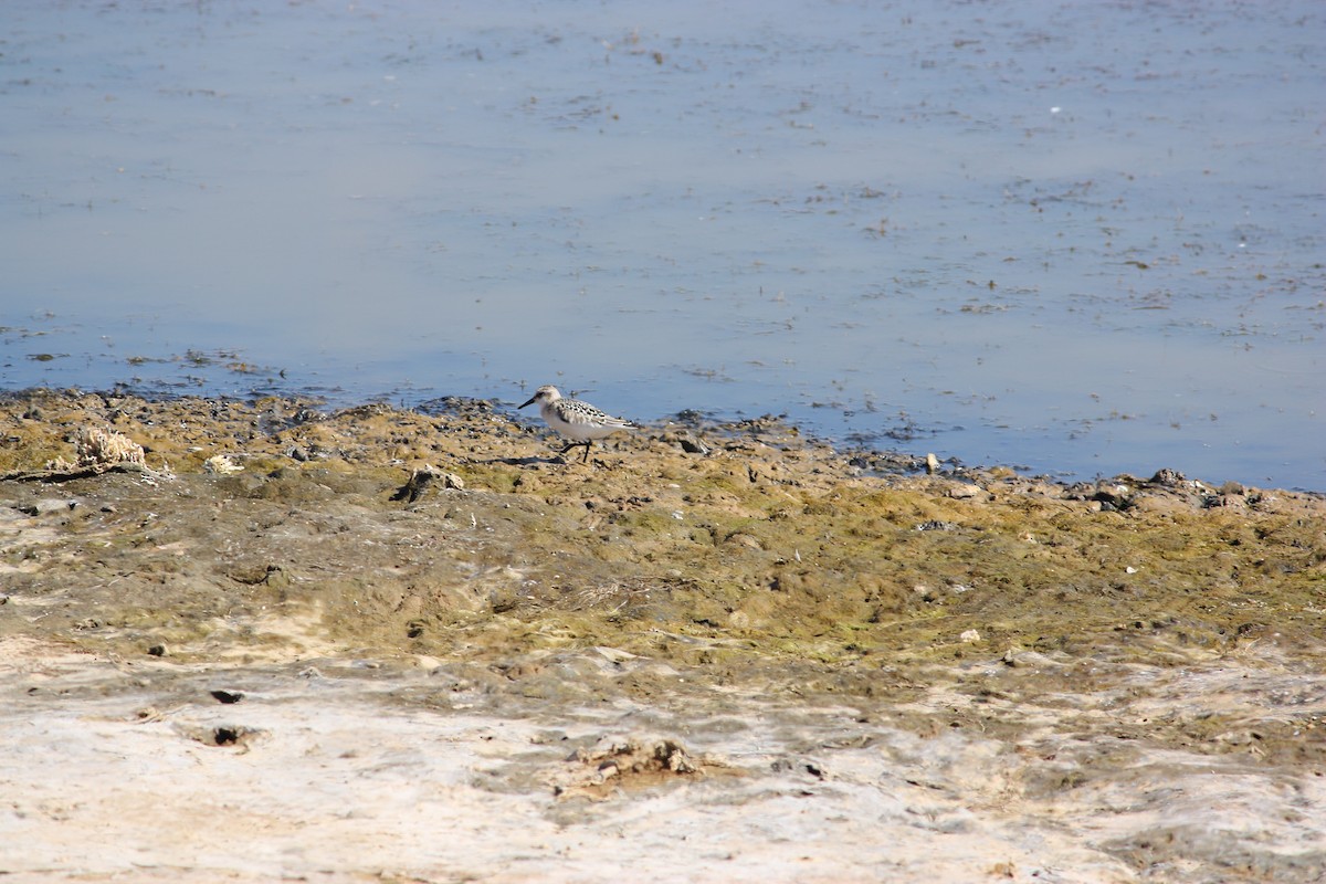 Sanderling - ML477033611