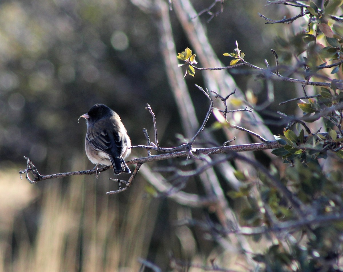 Dark-eyed Junco - ML47703381