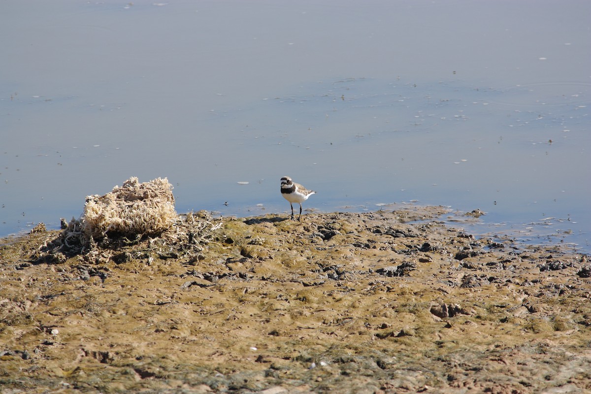 Common Ringed Plover - João Vieira Silva