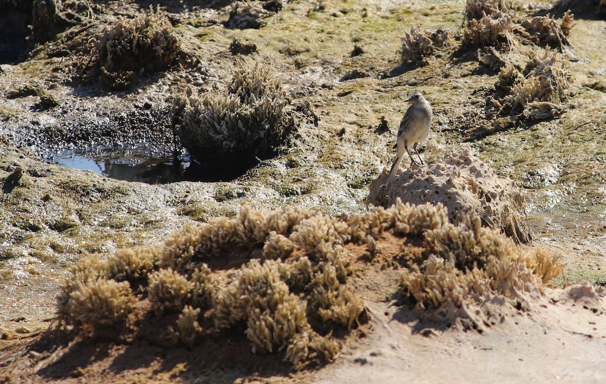 White Wagtail - ML477034291