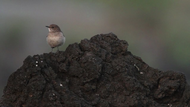 Sombre Rock Chat - ML477035
