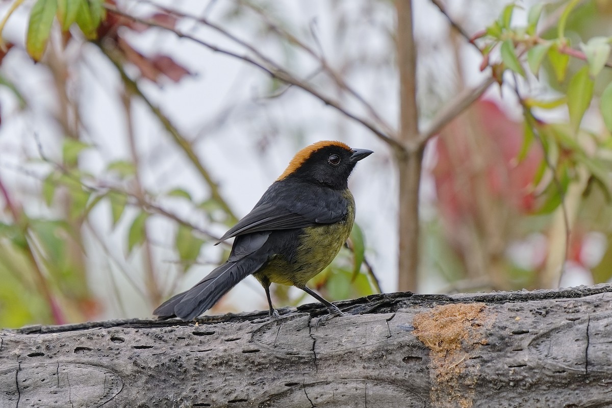 Black-faced Brushfinch - Holger Teichmann