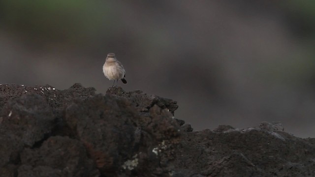 Sombre Rock Chat - ML477036