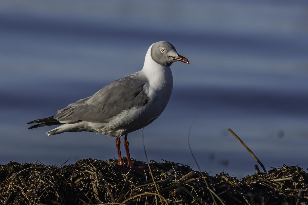 Gaviota Cabecigrís - ML477037541