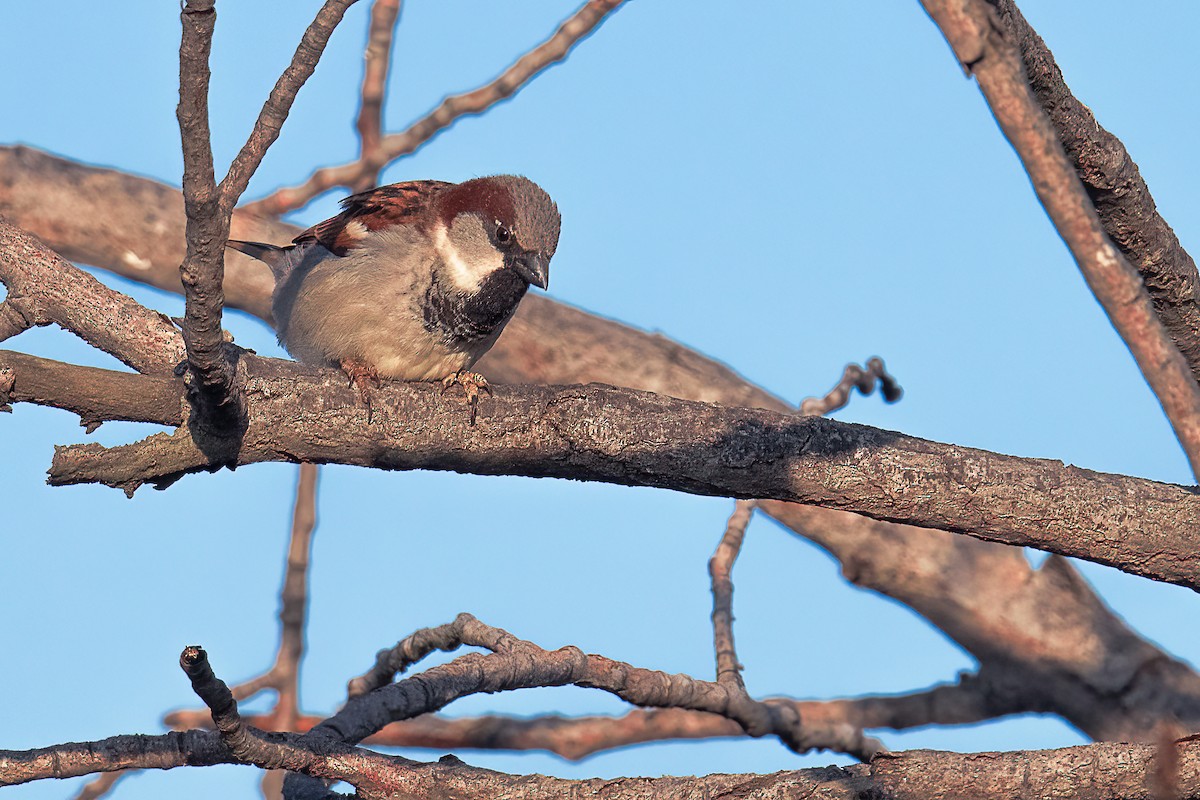 House Sparrow - Anonymous