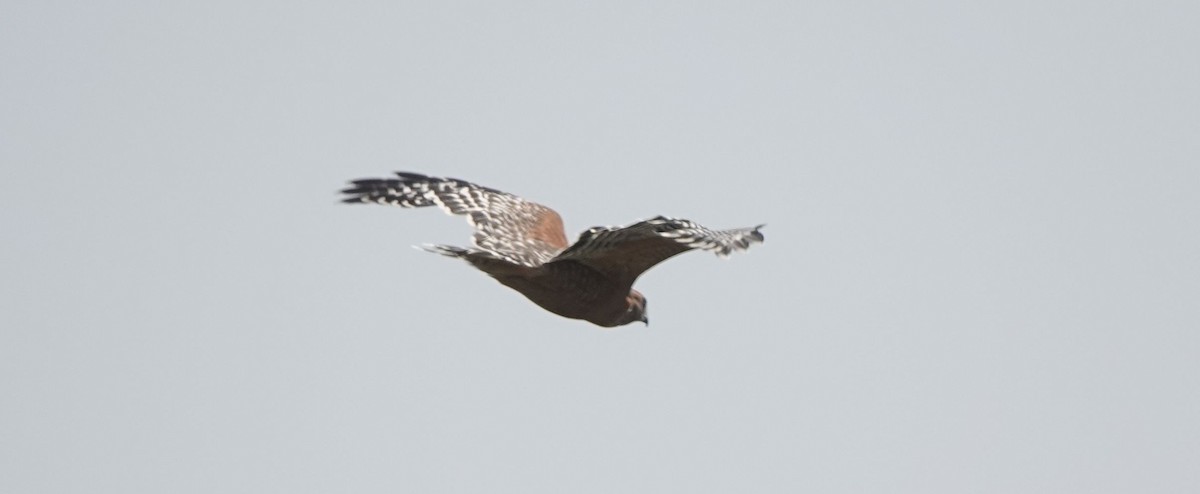 Red-shouldered Hawk - ML477039241