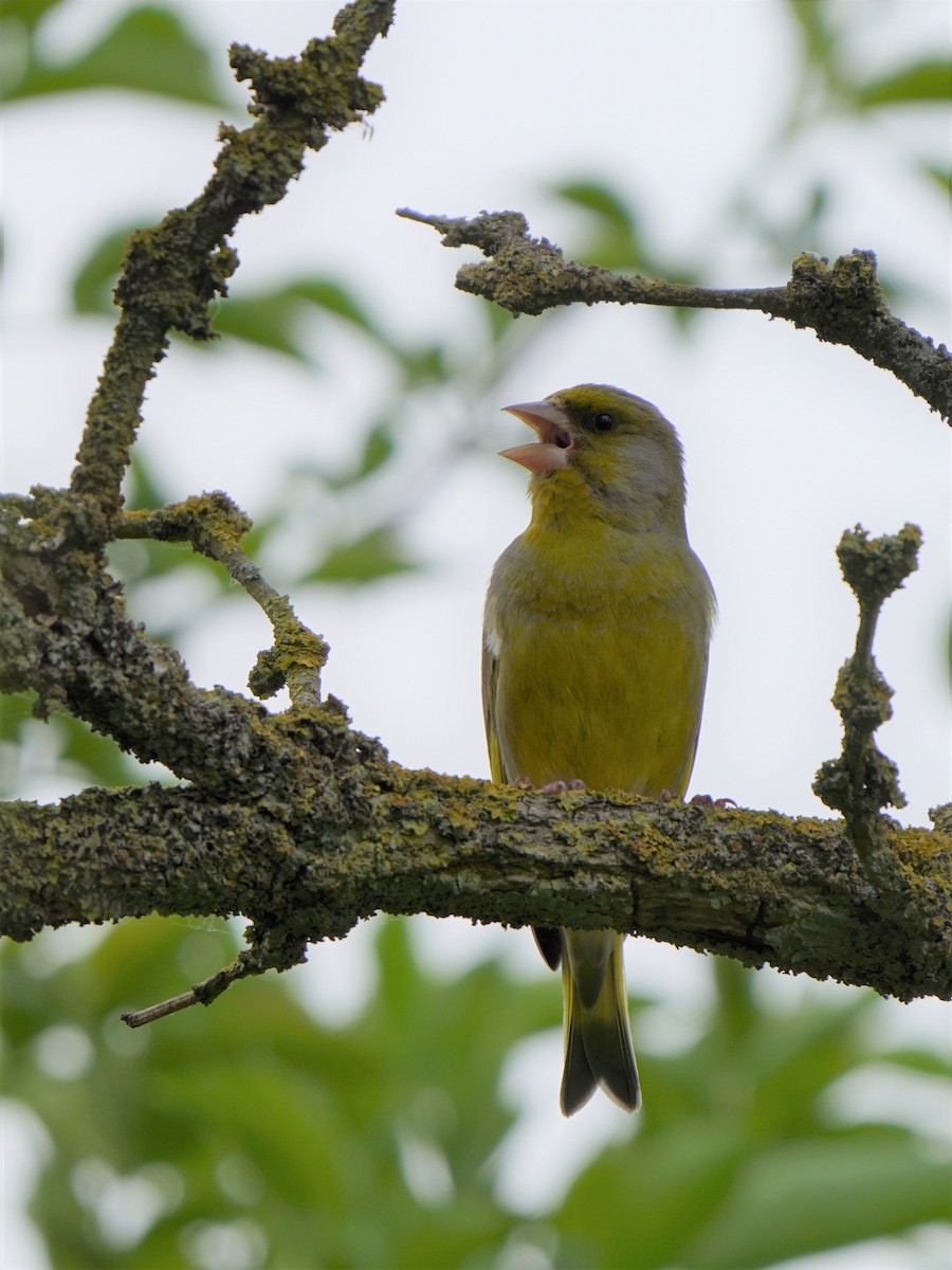 European Greenfinch - ML477043311