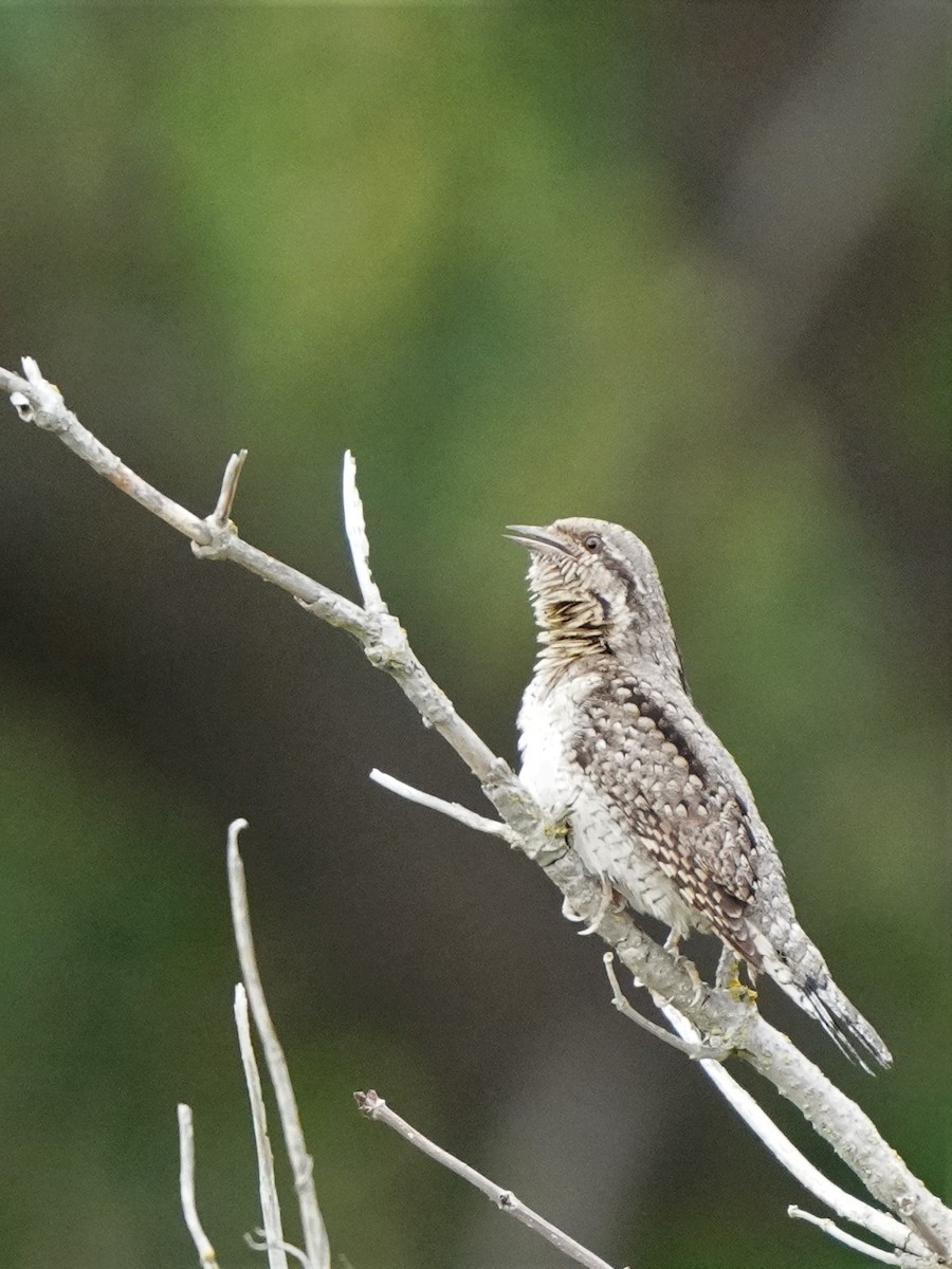 Eurasian Wryneck - ML477043481