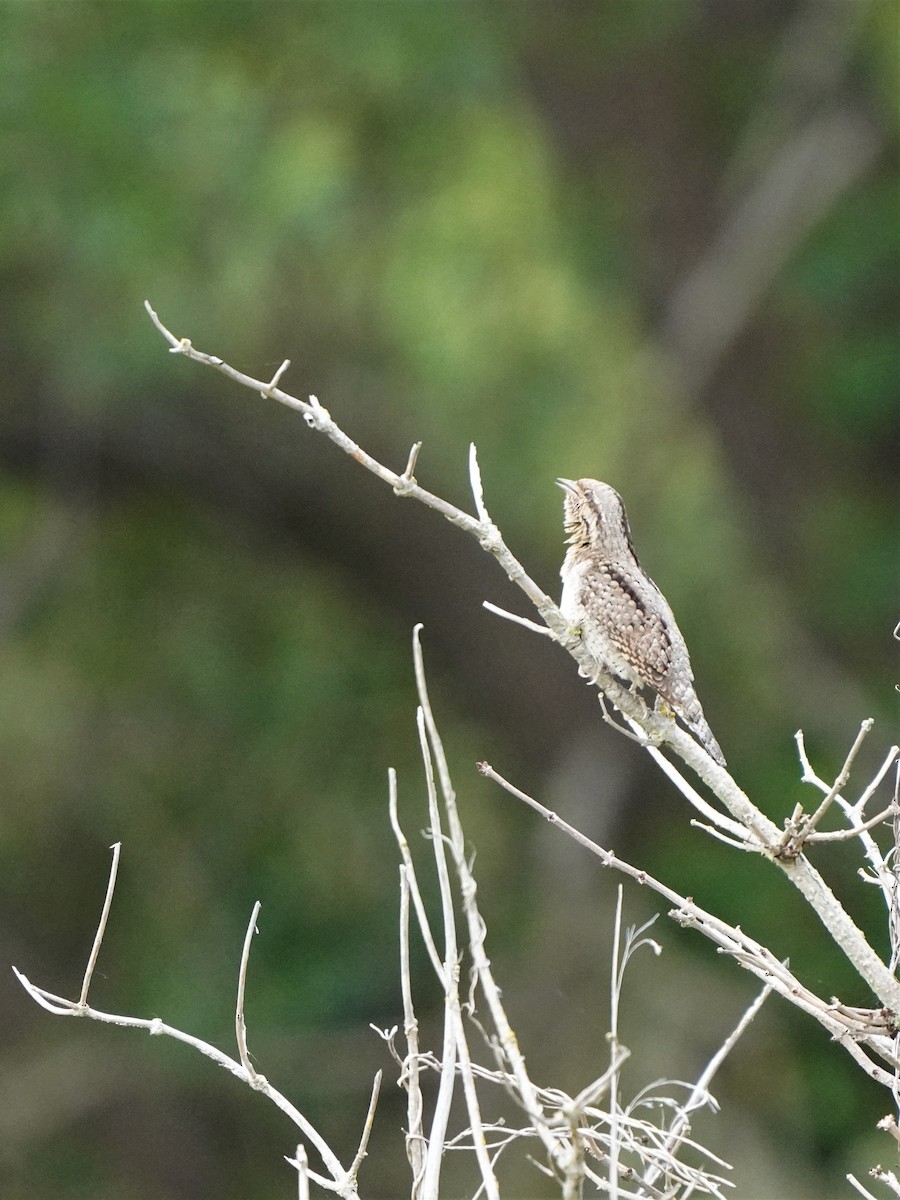 Eurasian Wryneck - ML477043491